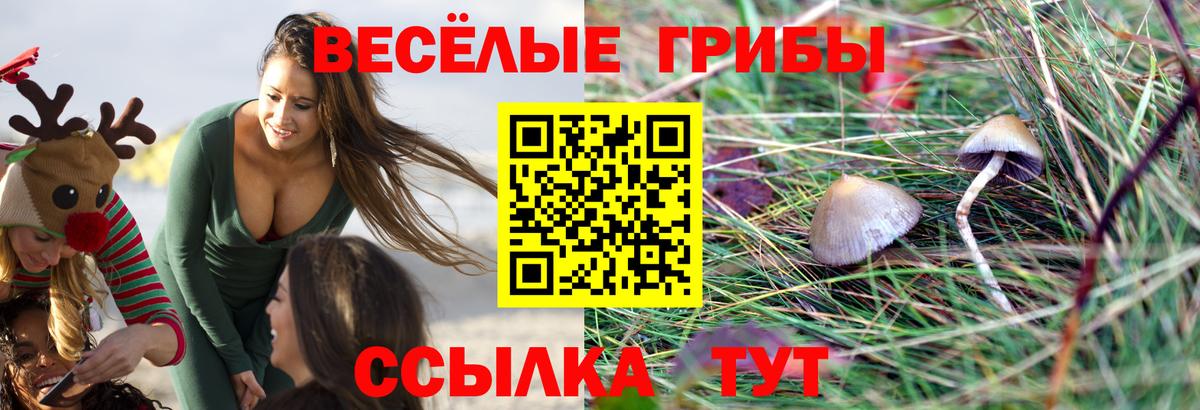 продажа наркотиков  Псилоцибиновые грибы Psilocybine cubensis  Минусинск  Вход с VPN  Псилоцибиновые грибы прущие грибы 